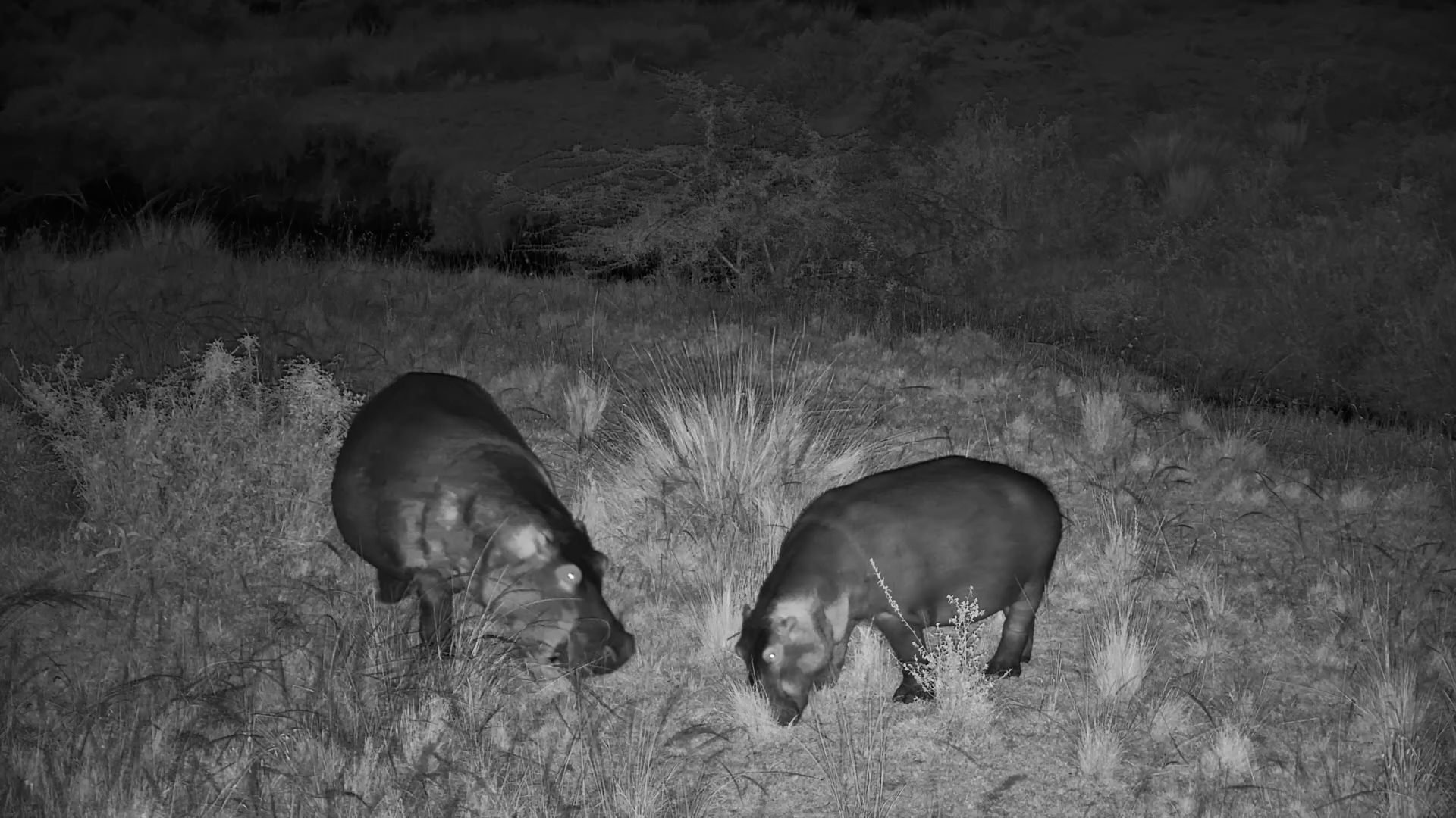 Hippos on the Move at Mahali Mzuri