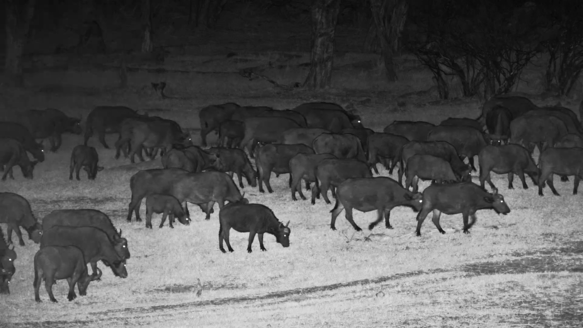 Massive Buffalo Herd Moves In at Hwange Under the Cover of Night