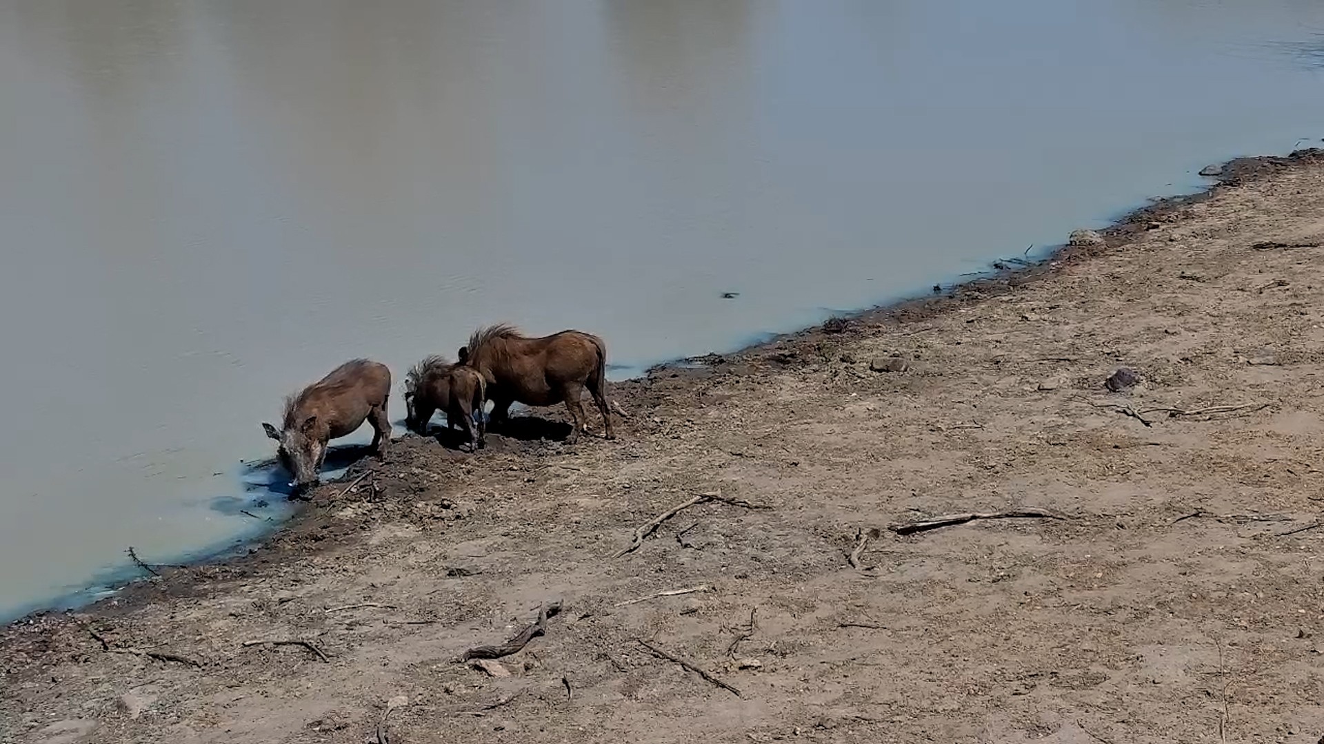 Thirsty Trio: Three Warthogs Visit Jabulani Waterhole