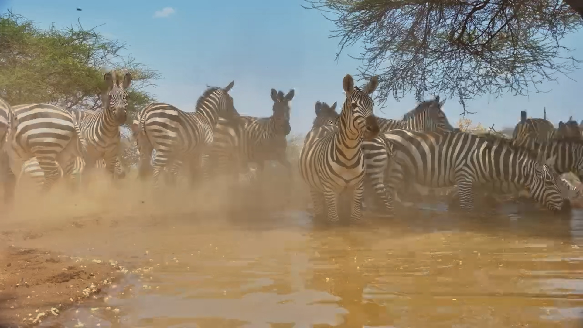 Dusty Drama: Zebras Drink at Lentorre Waterhole
