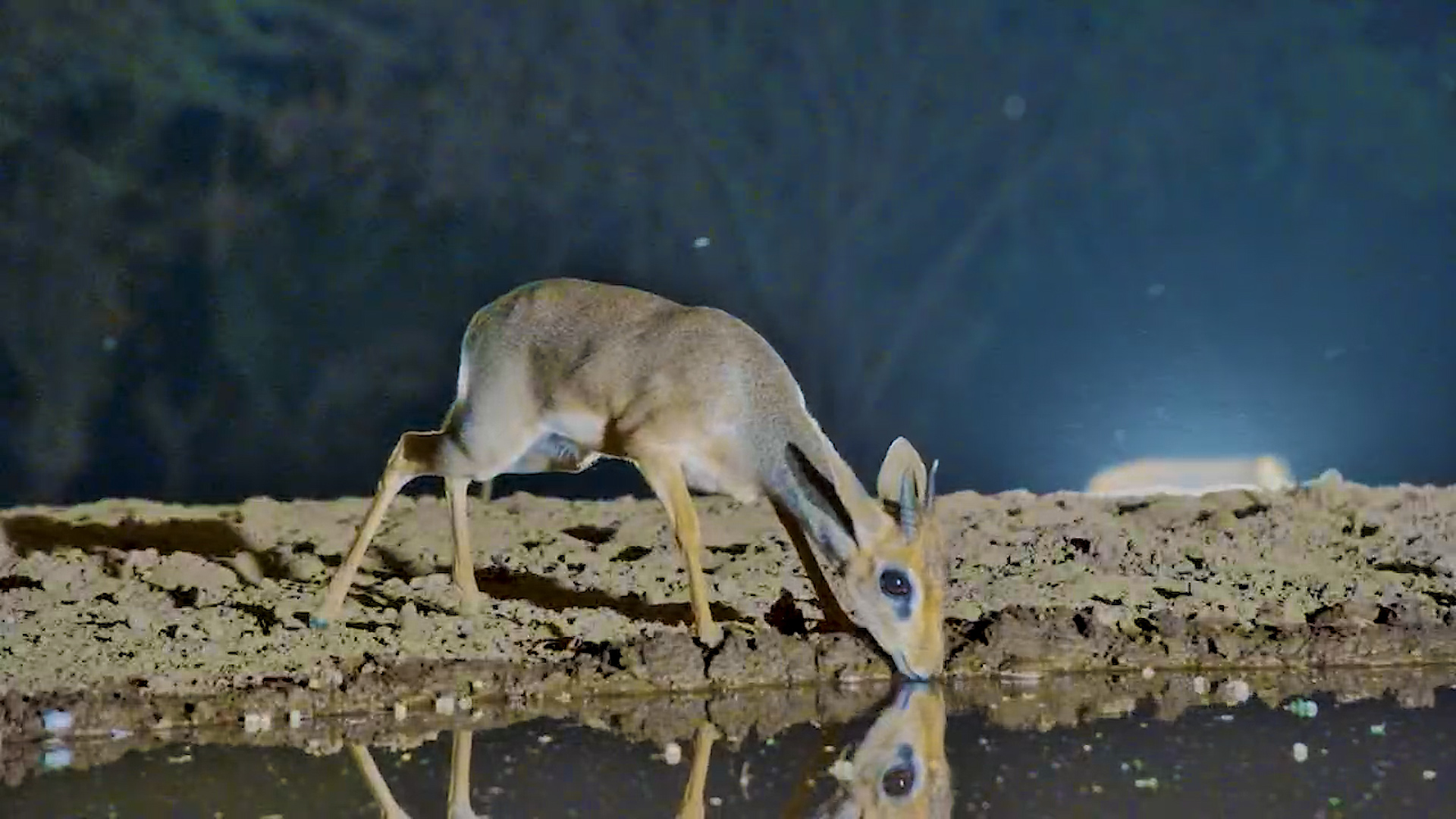Tiny but Timid: Dik-dik Drinks at Lentorre