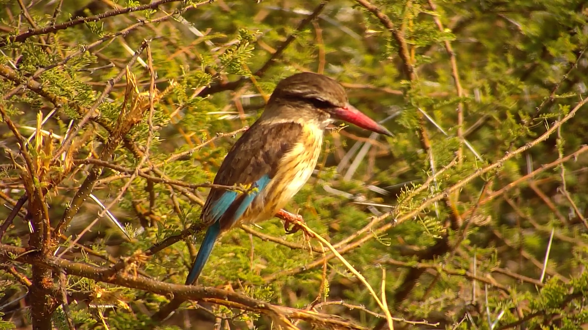 Brown-hooded Kingfisher Perches at Kwa Maritane