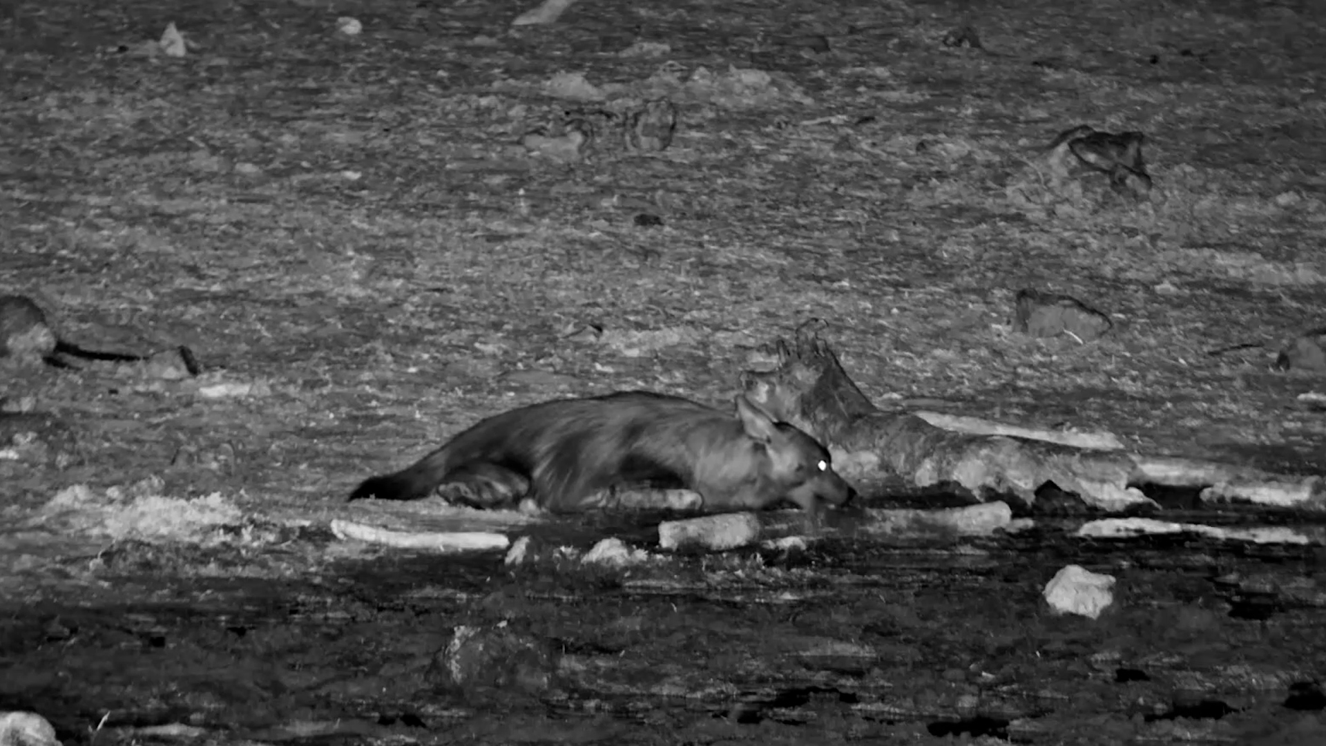 Stealthy Sipper: Brown Hyena at Night