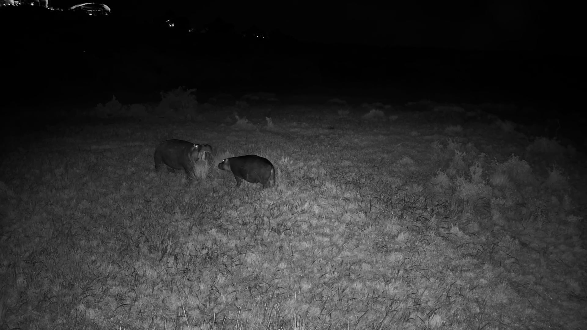 Hippos Meet and Graze at Mahali Mzuri