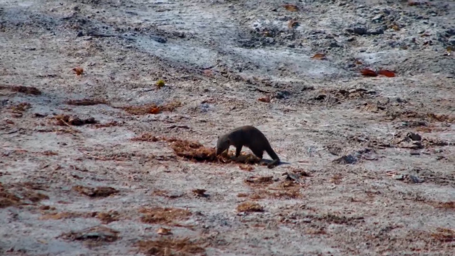 Dwarf Mongoose Forages Around Elephant Dung