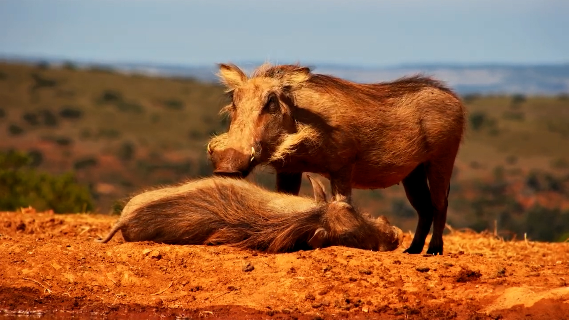 Adorable Moment: Warthogs Grooming in the Wild