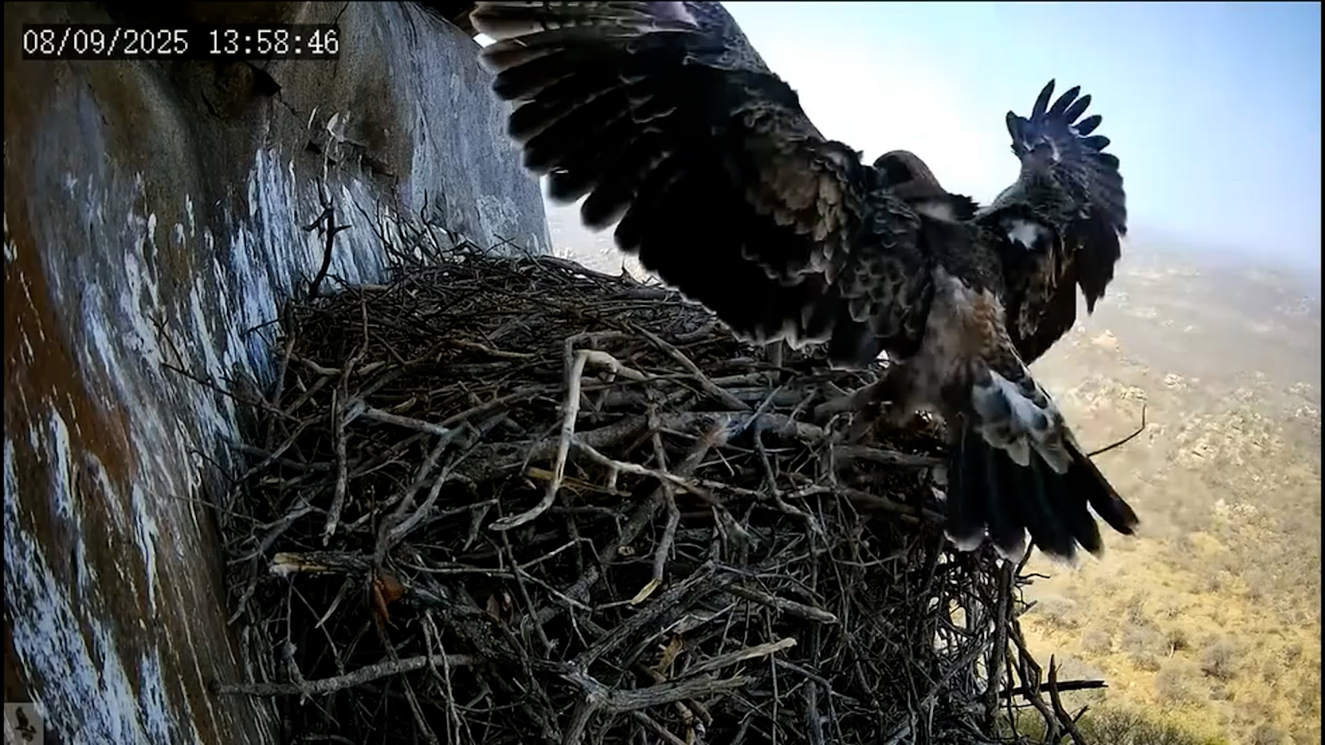 First Flight! Black Eagle Chick Soars with Its Parents