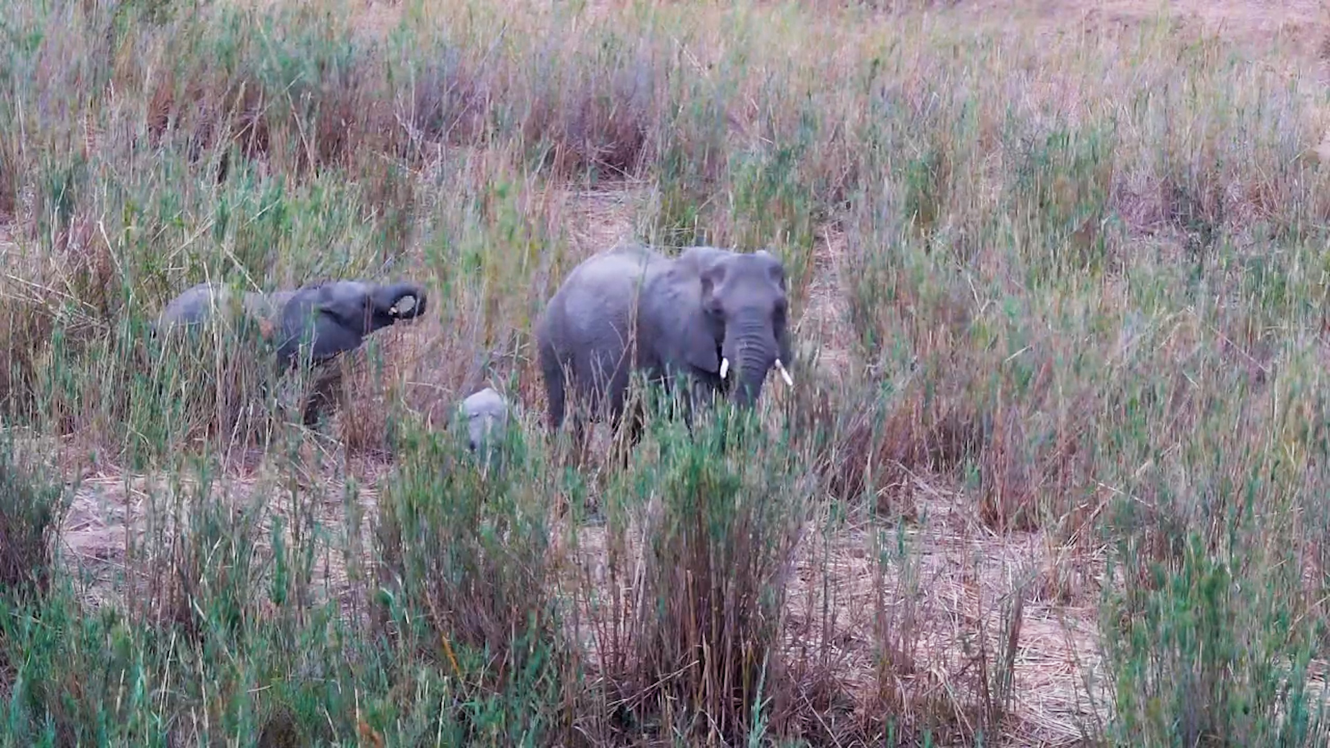 Elephant Family Feeding in the Long Grass by the Sabie River