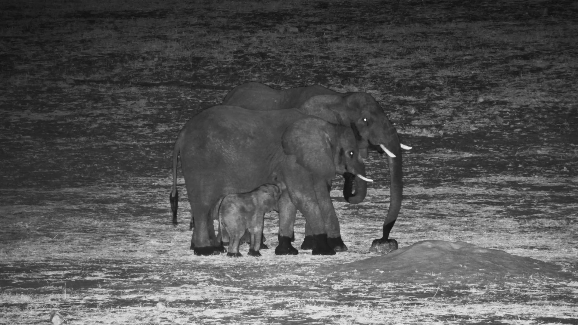 Against All Odds | Elephant Calf Survives with Missing Foot