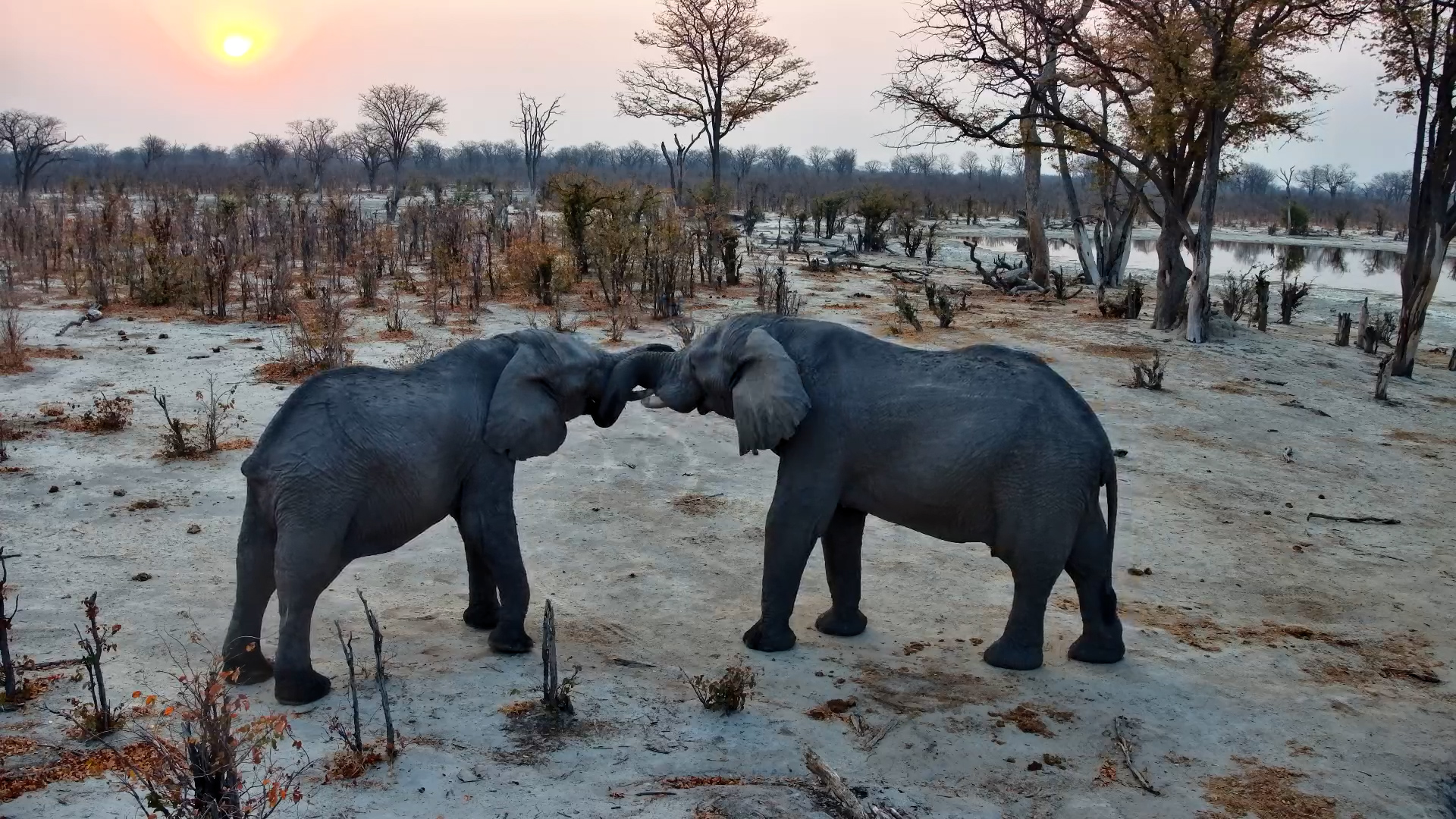 Sunset Playtime | Two Elephants Frolic at Elephant Pan