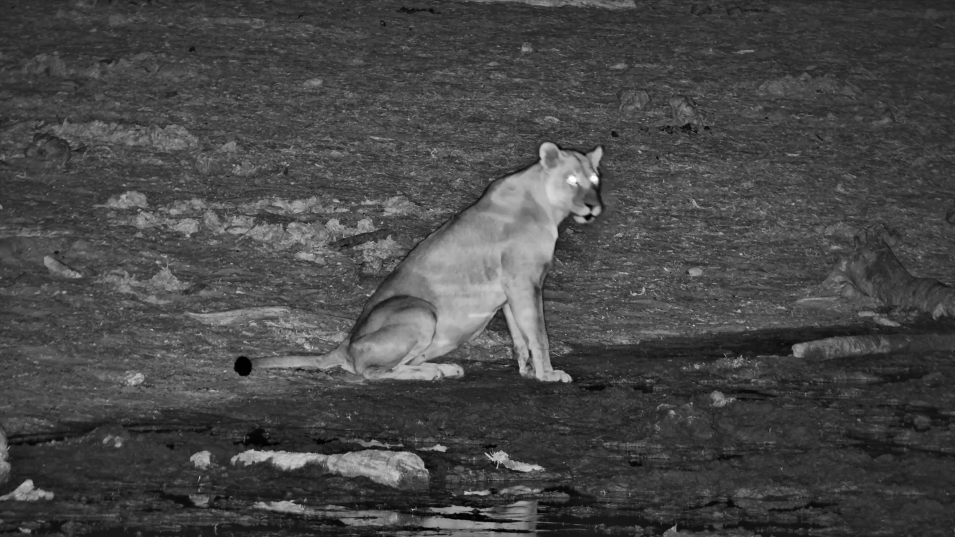 Male and Female Lion at Meno a Kwena