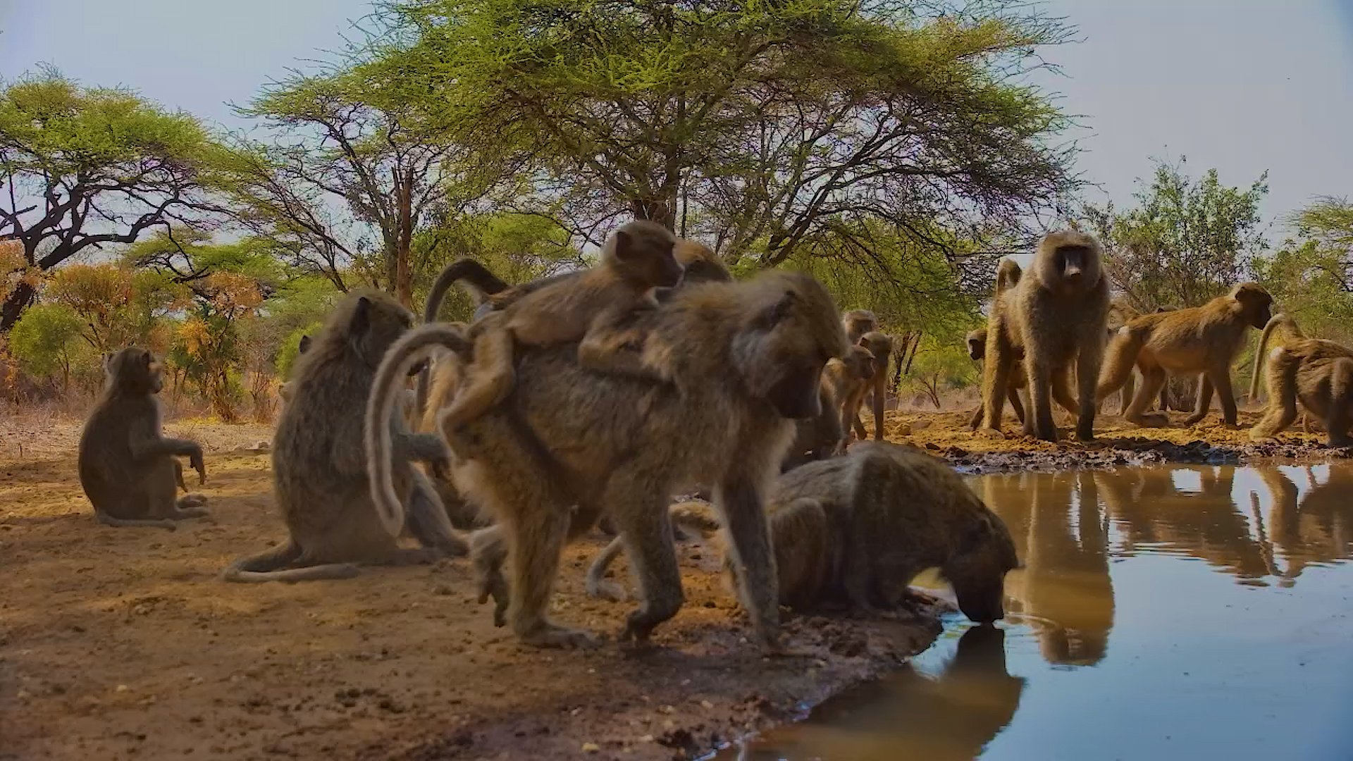 Olive Baboon Troop Arrives at Lentorre Waterhole