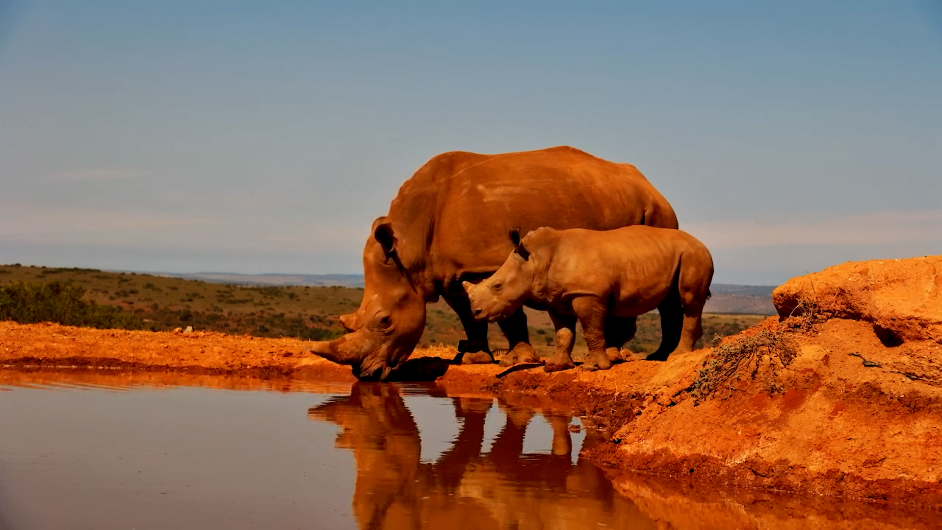 Margaret and Her Calf Drink as a Giraffe Looks On