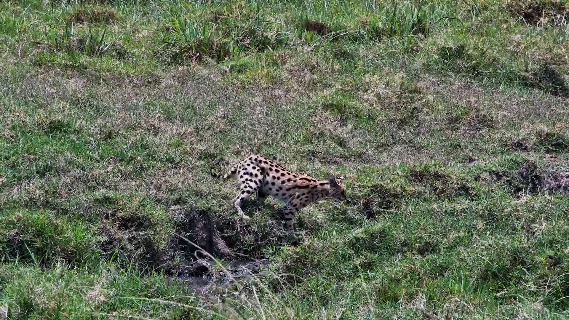 Daytime Hunter! Serval Spotted on the Hunt at Mahali Mzuri