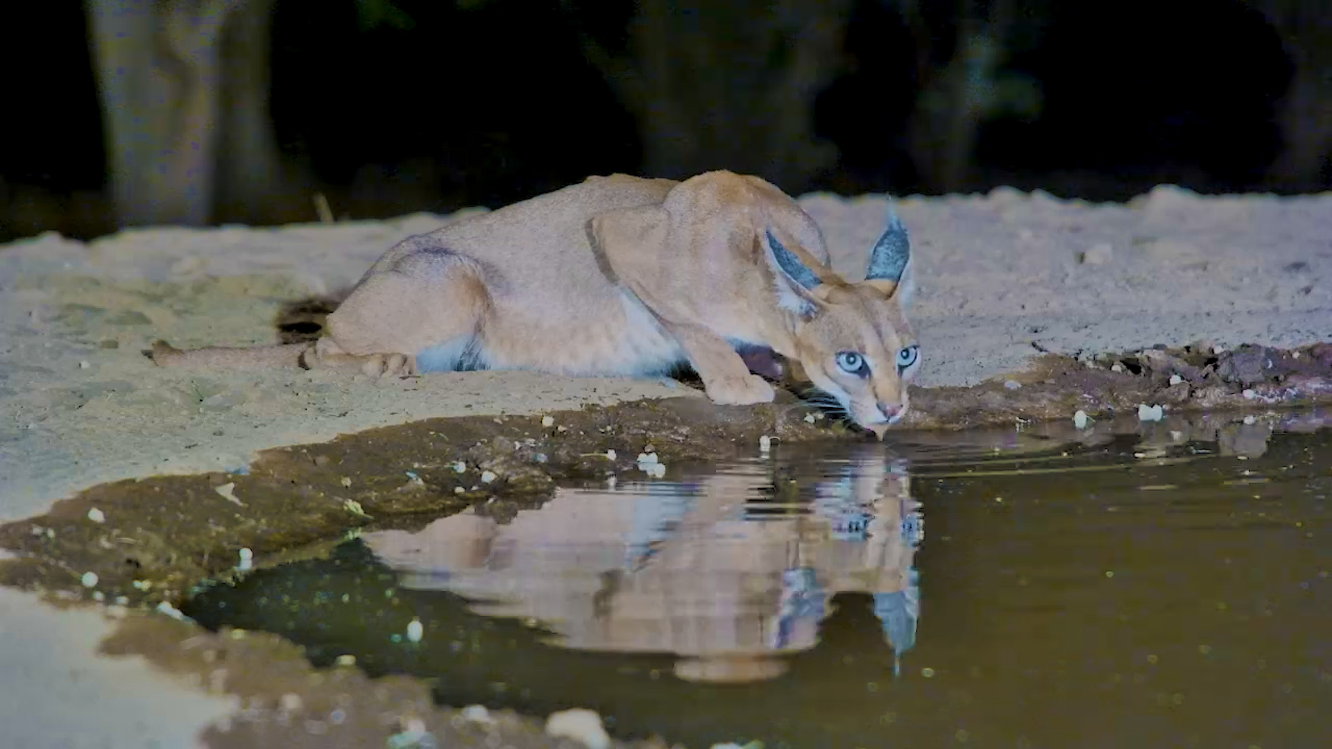 Caracal Enjoys a Drink at Lentorre