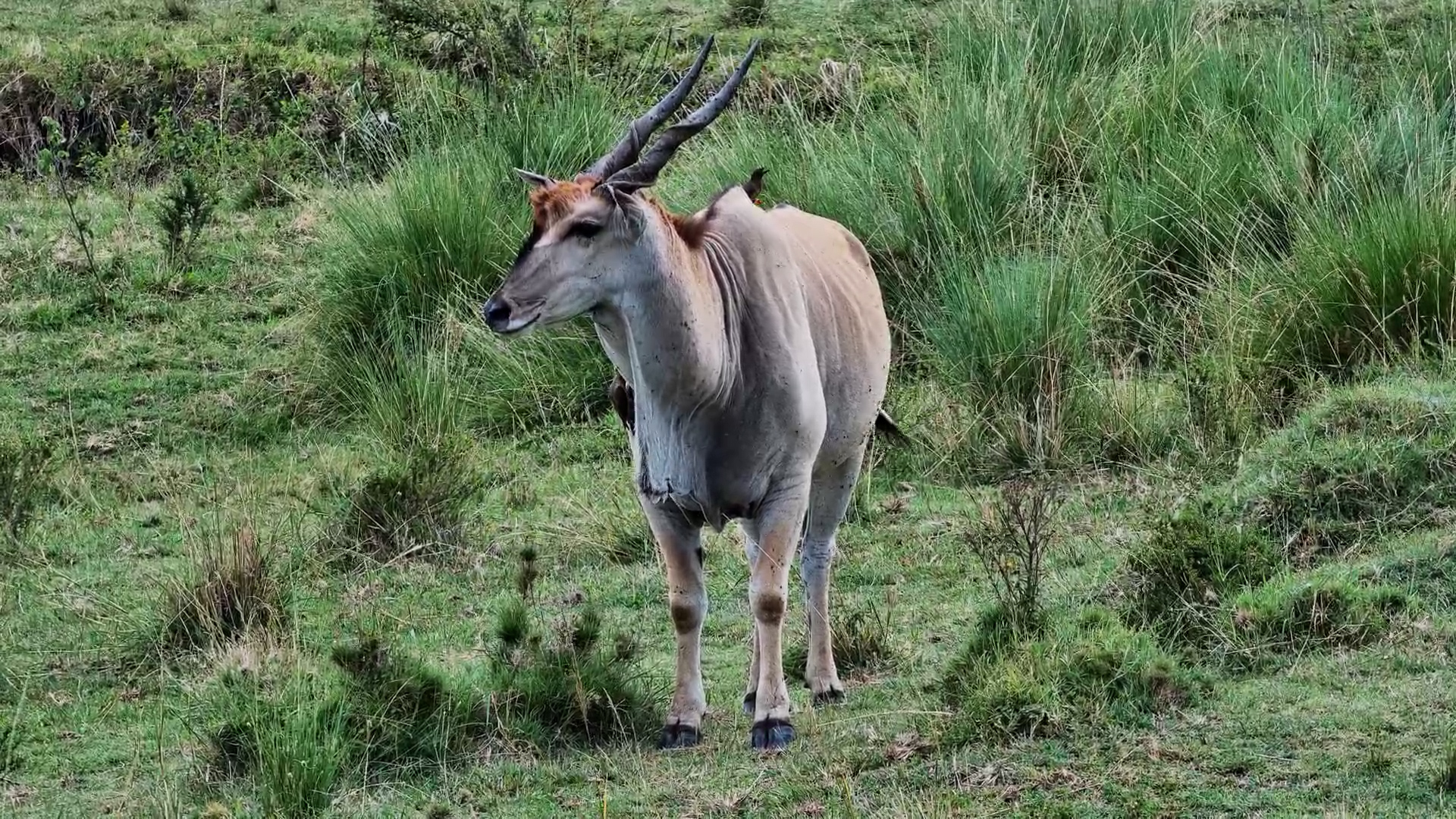 Big Eland with Oxpeckers at Mahali Mzuri