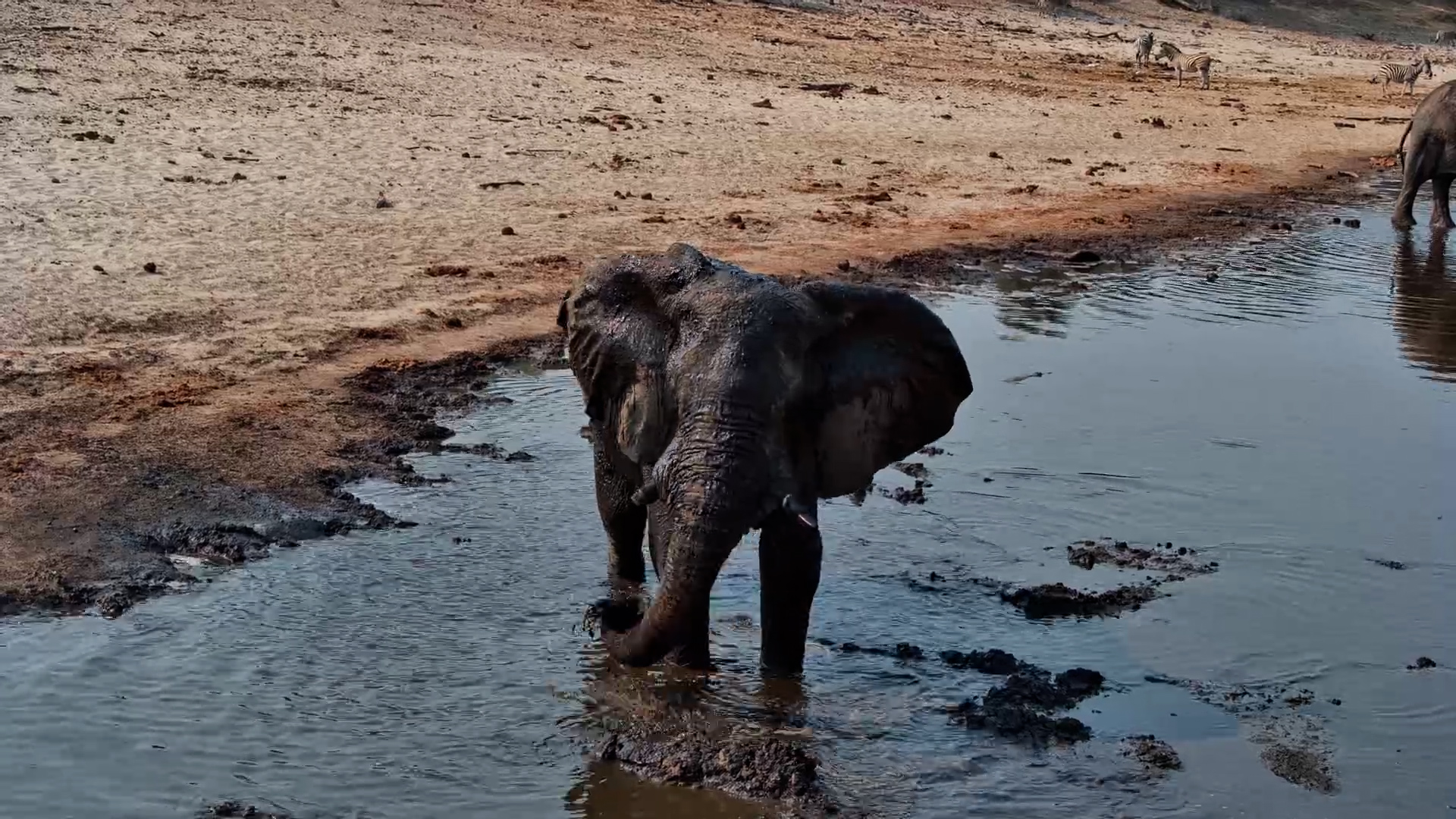 Muddy Bliss! Elephant Enjoys a Mudbath at Meno a Kwena