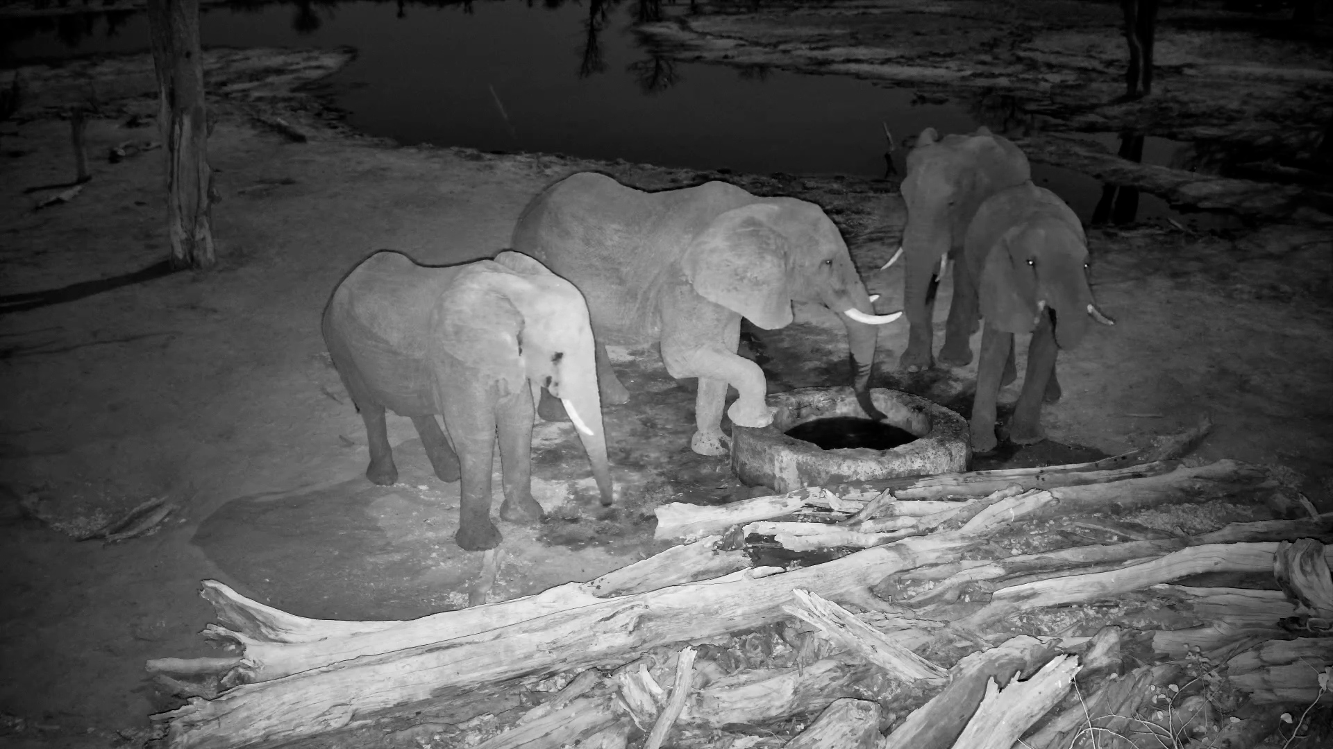Night Time Sip! Elephants Drink Fresh Water