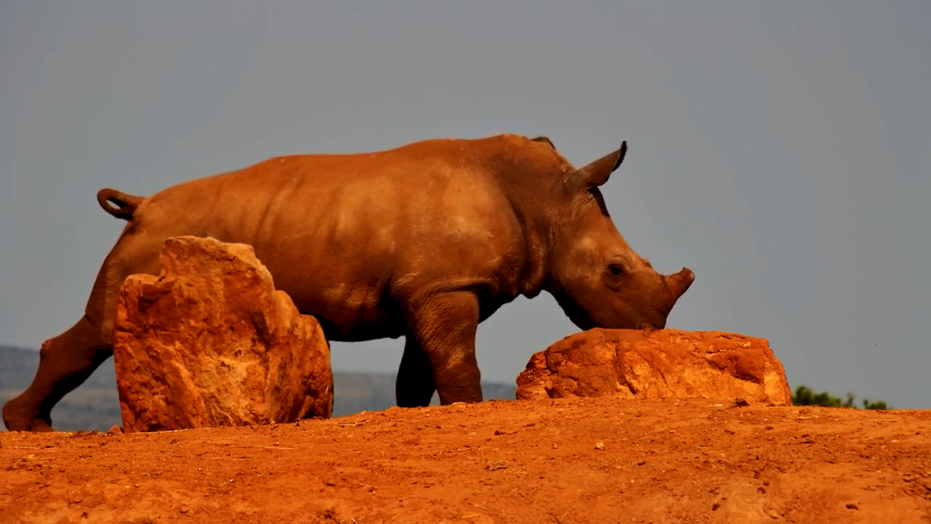 Little Rhino Enjoys a Cool Drink & Rock Scratch!