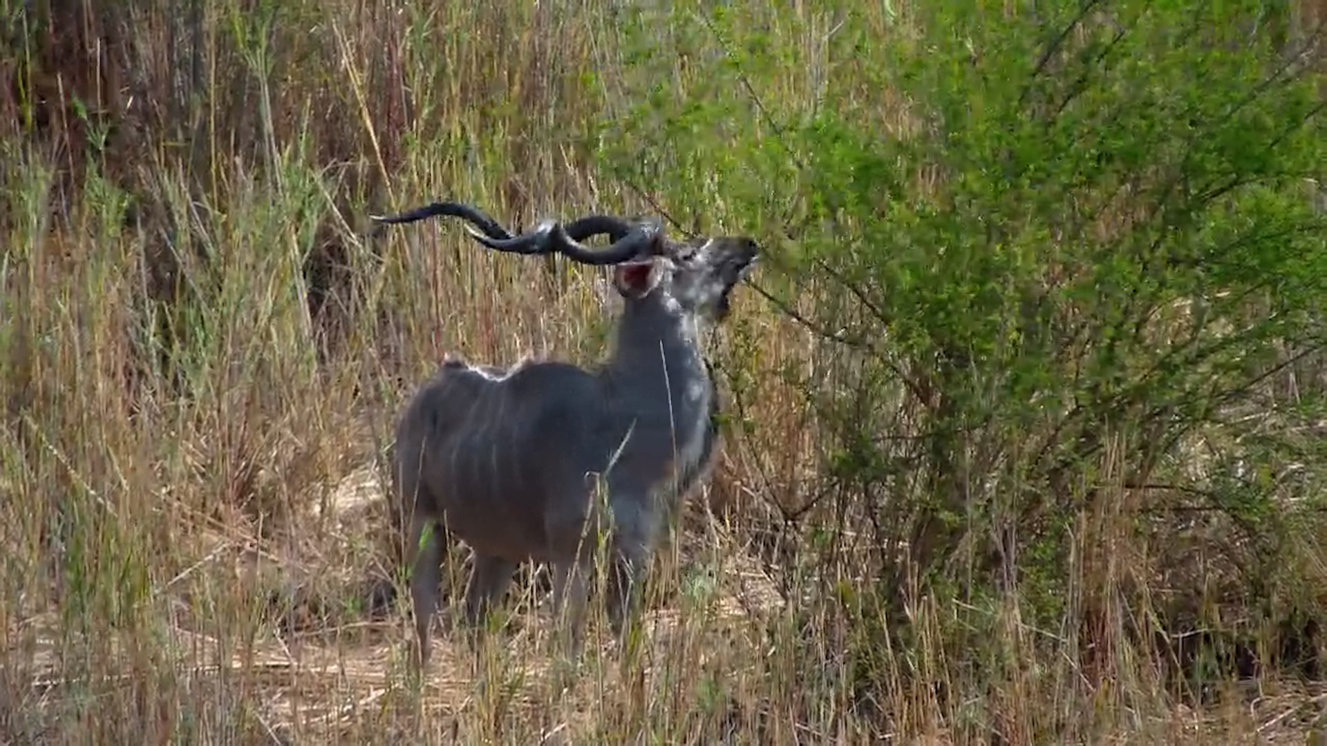 Majestic Kudu Bull with Impressive Horns