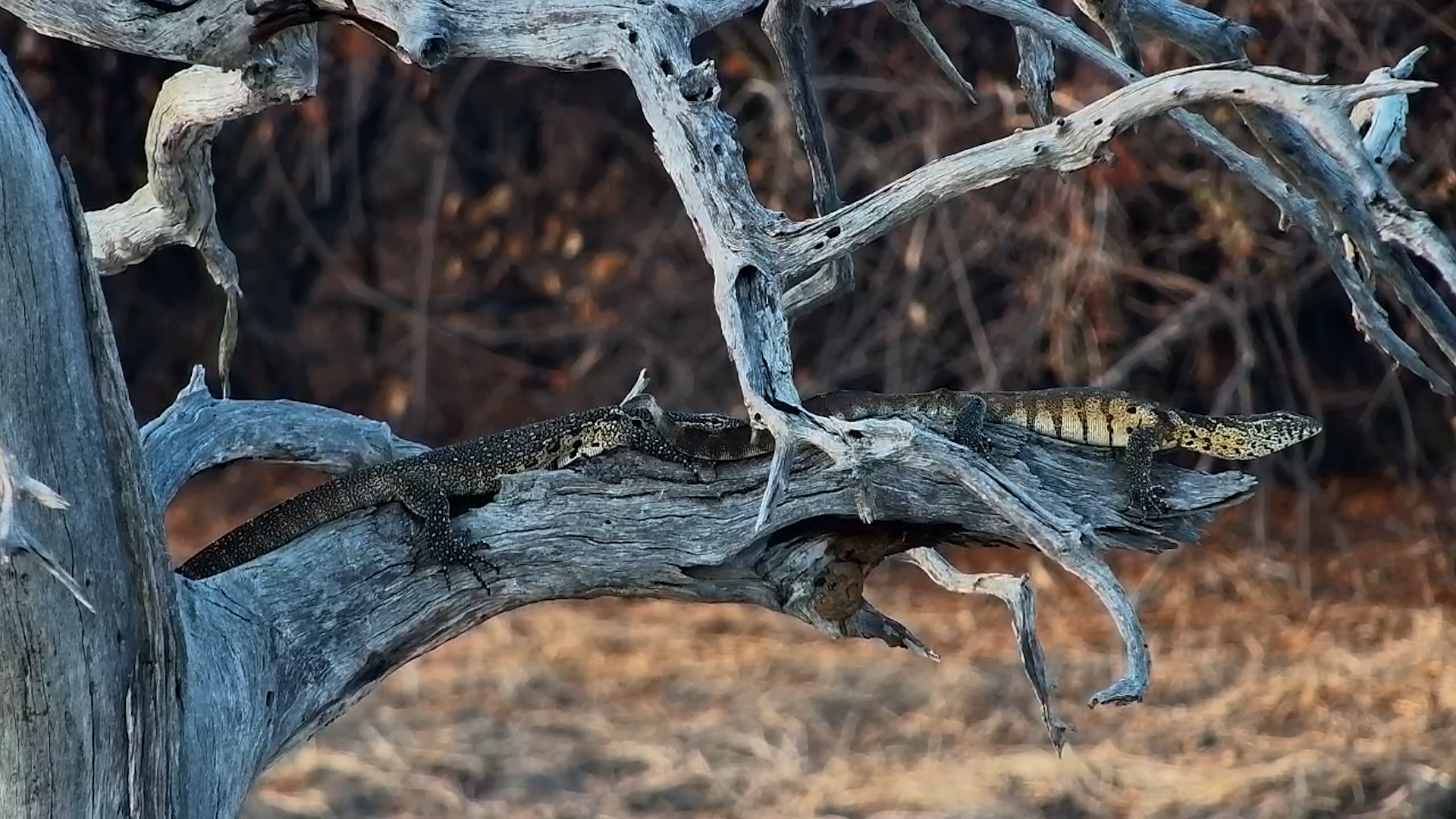 Nile Monitors Resting on a Dead Tree