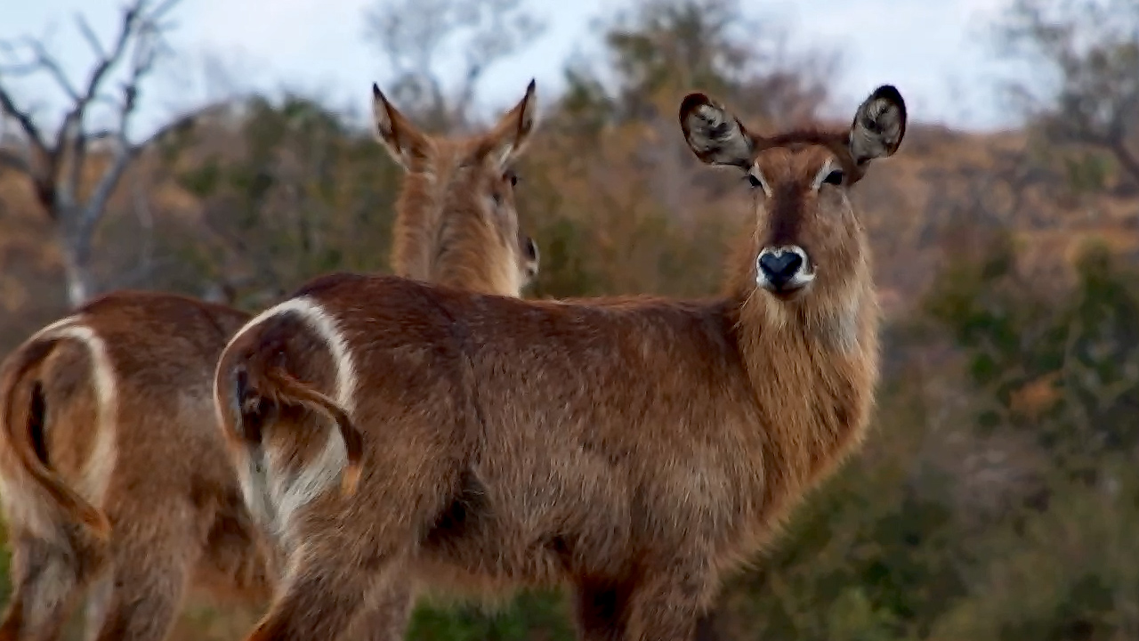 Majestic Waterbuck Herd at Kings Camp Waterhole