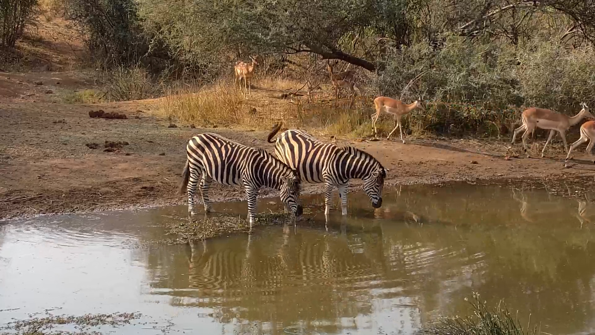 Zebras Chase Impalas at Kwa Maritane Waterhole