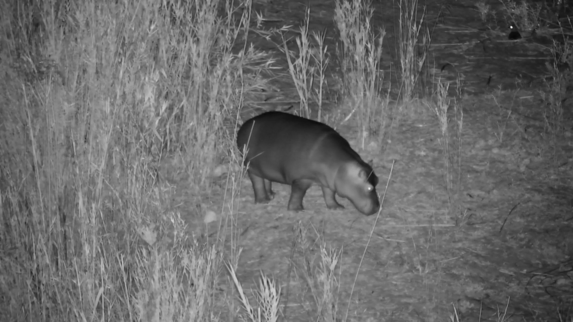 Hungry Hippo! Night time Feeding by the Sabie River