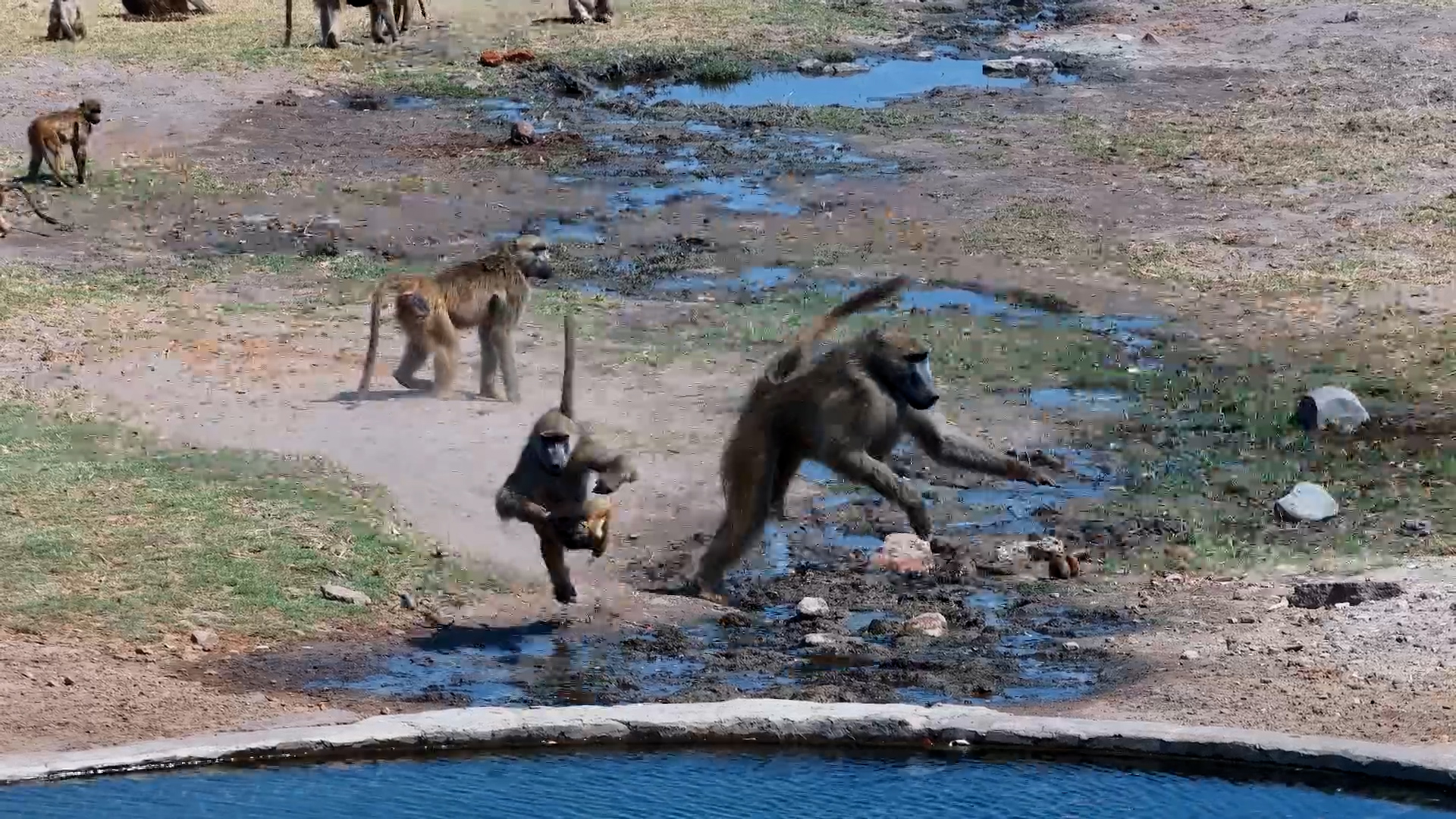 Chacma Baboon Troop Drinks & Plays at Hwange Safari Lodge