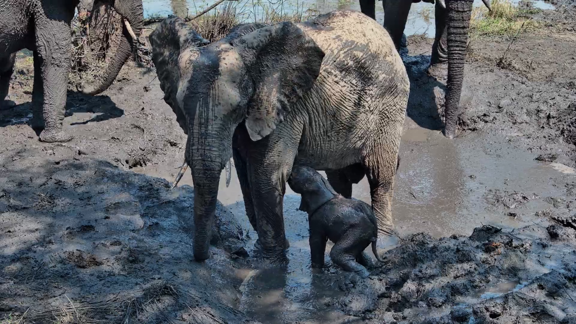 First Muddy Steps! Newborn Elephant with Mom