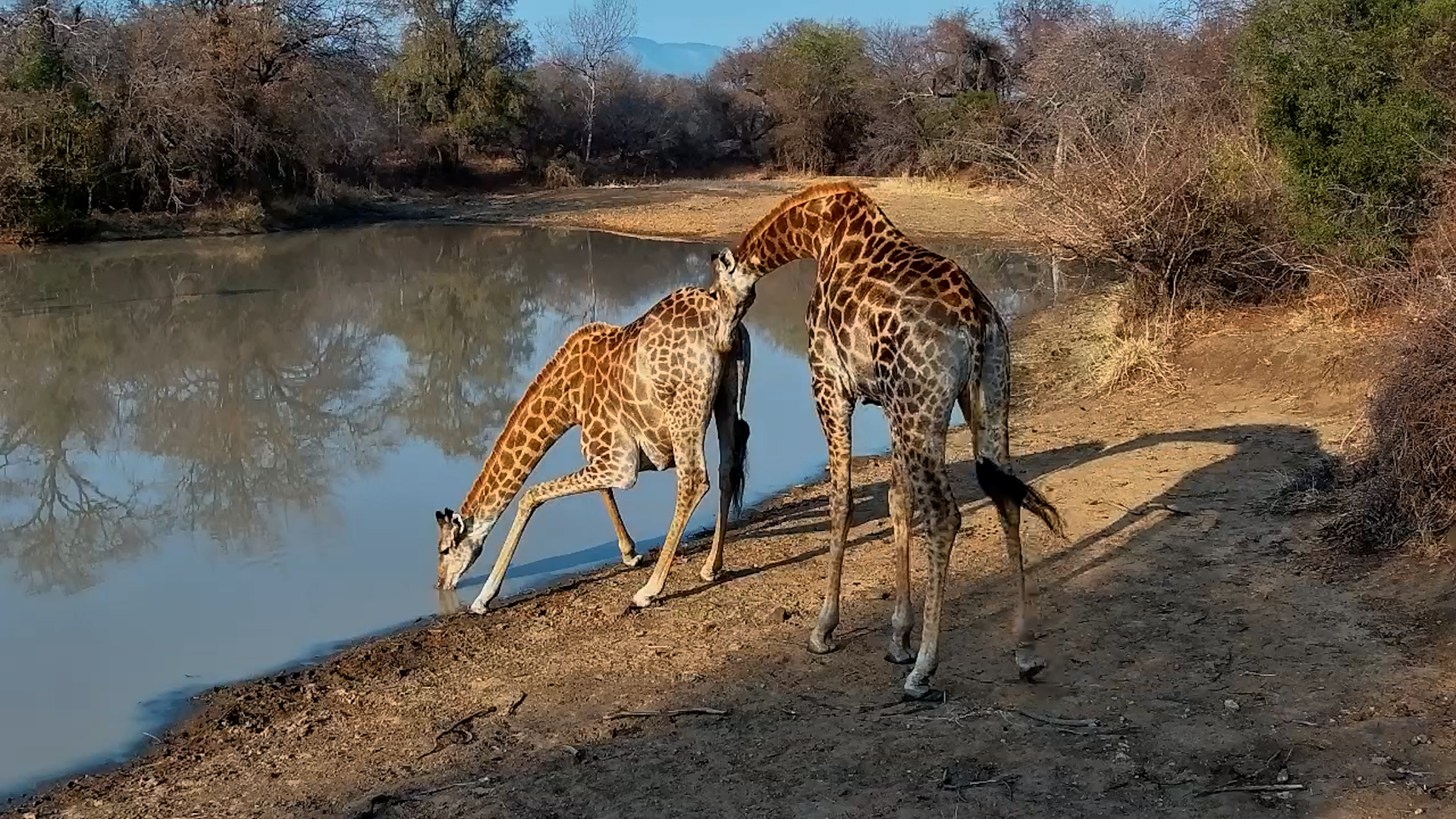 Graceful Pair! Giraffes Arrive at Jabulani Waterhole