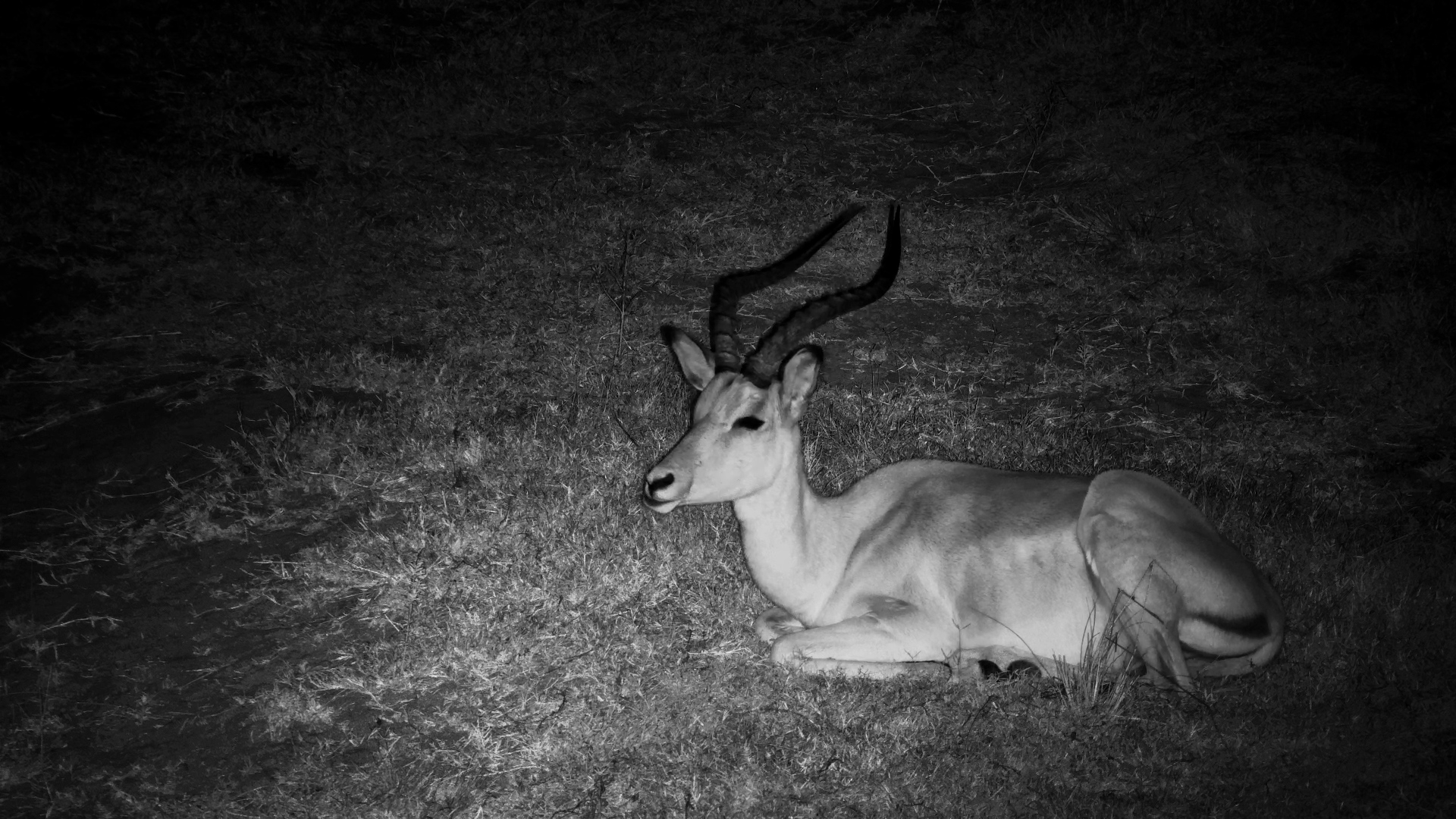 One-Eyed Impala Ram Relaxing & Chewing the Cud
