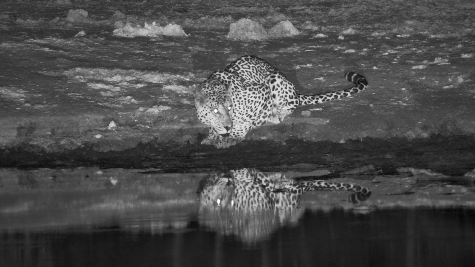 Male Leopard Drinks at Serondella