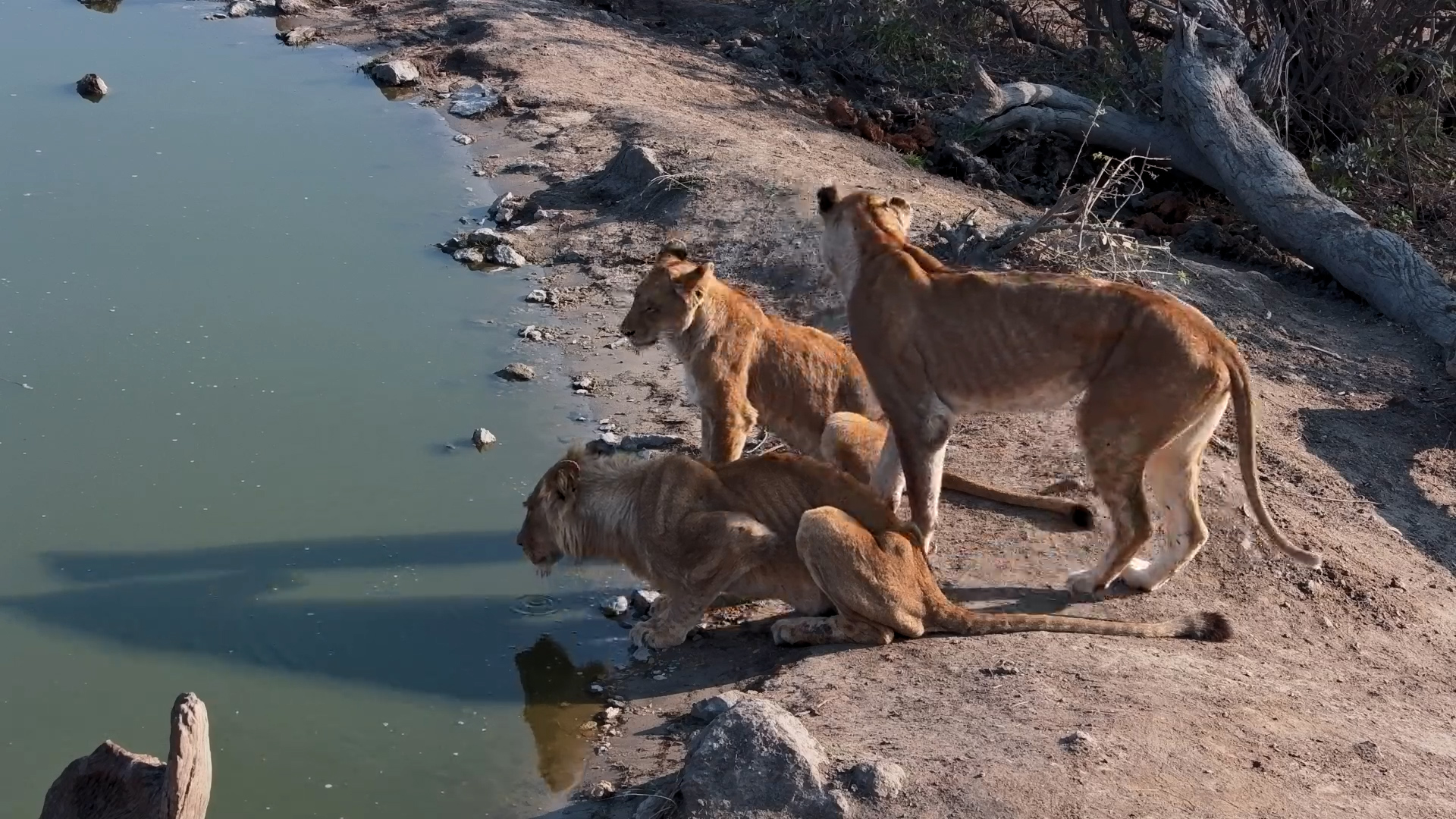 Hungry Lions Quench Their Thirst at Rosie’s Pan