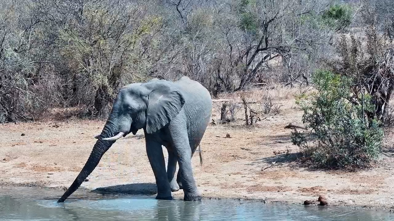 Gentle Giant! Elephant Bull Enjoys a Quiet Afternoon Drink at Simbavati