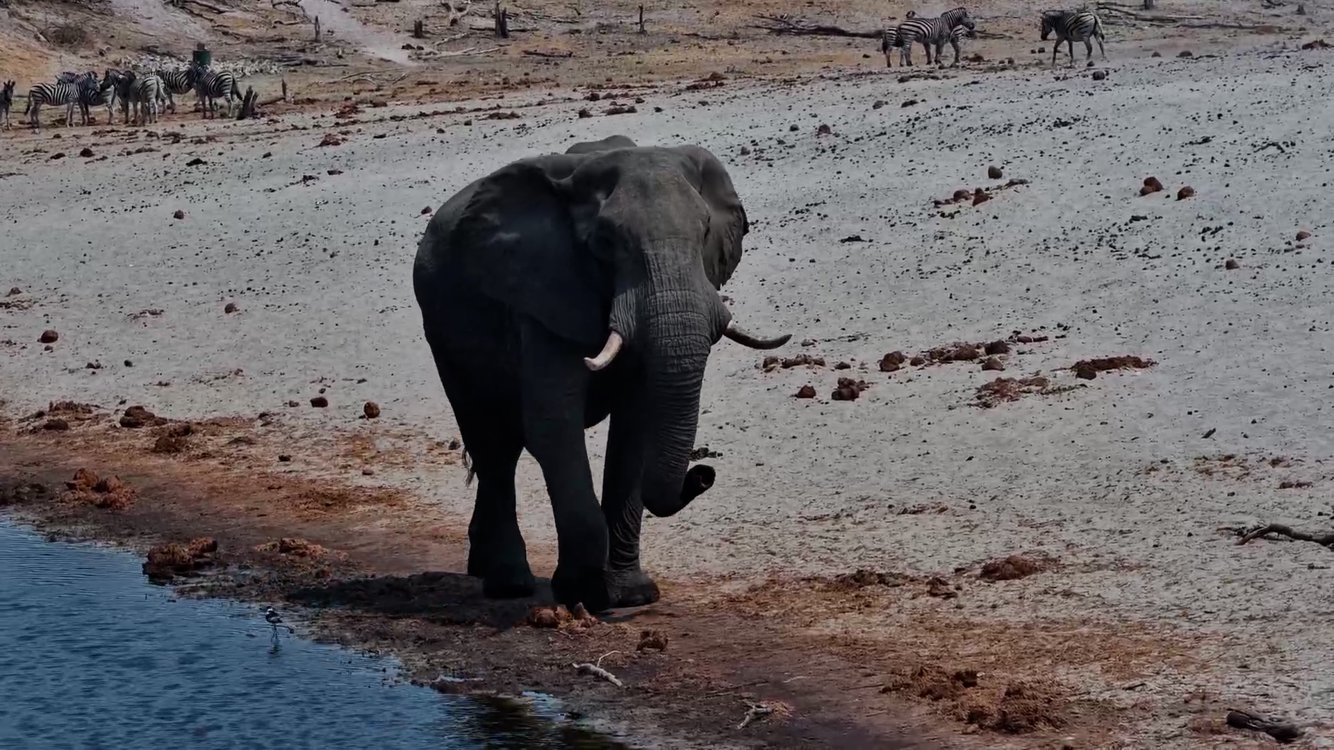 Majestic Elephant Bull with Outward-Turning Tusks
