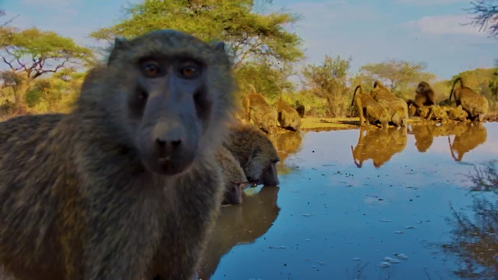 Up Close with a Cheeky Baboon at Lentorre