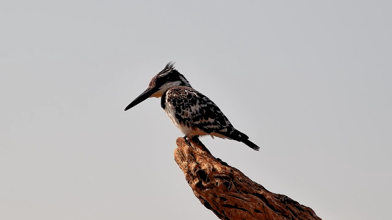 Striking Pied Kingfisher Perches at Kings Camp
