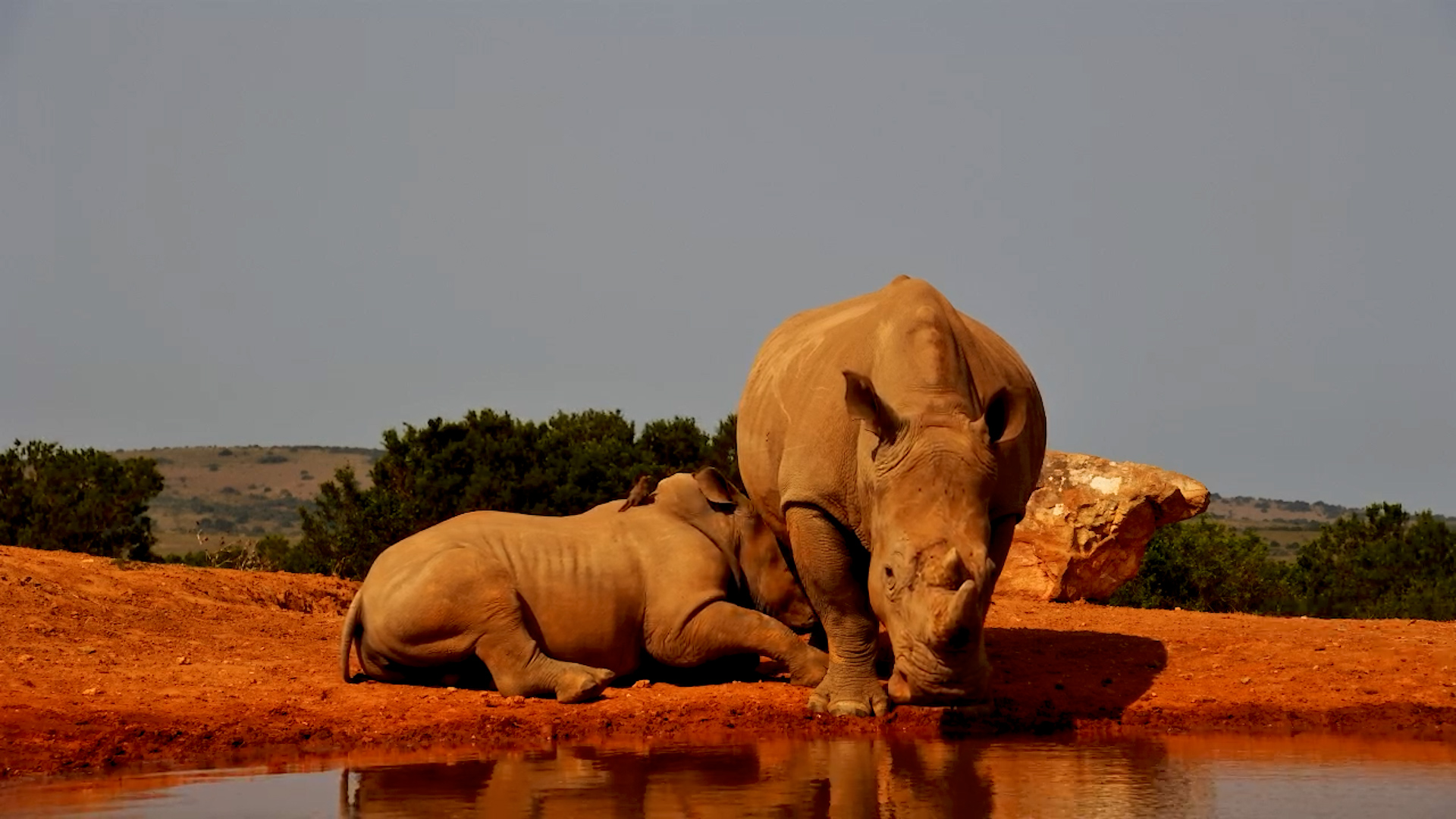 Mandy’s Calf Drinks Milk at the Waterhole