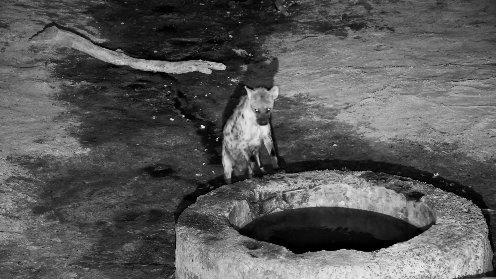 Spotted Hyena Grabs a Quick Drink at the Well