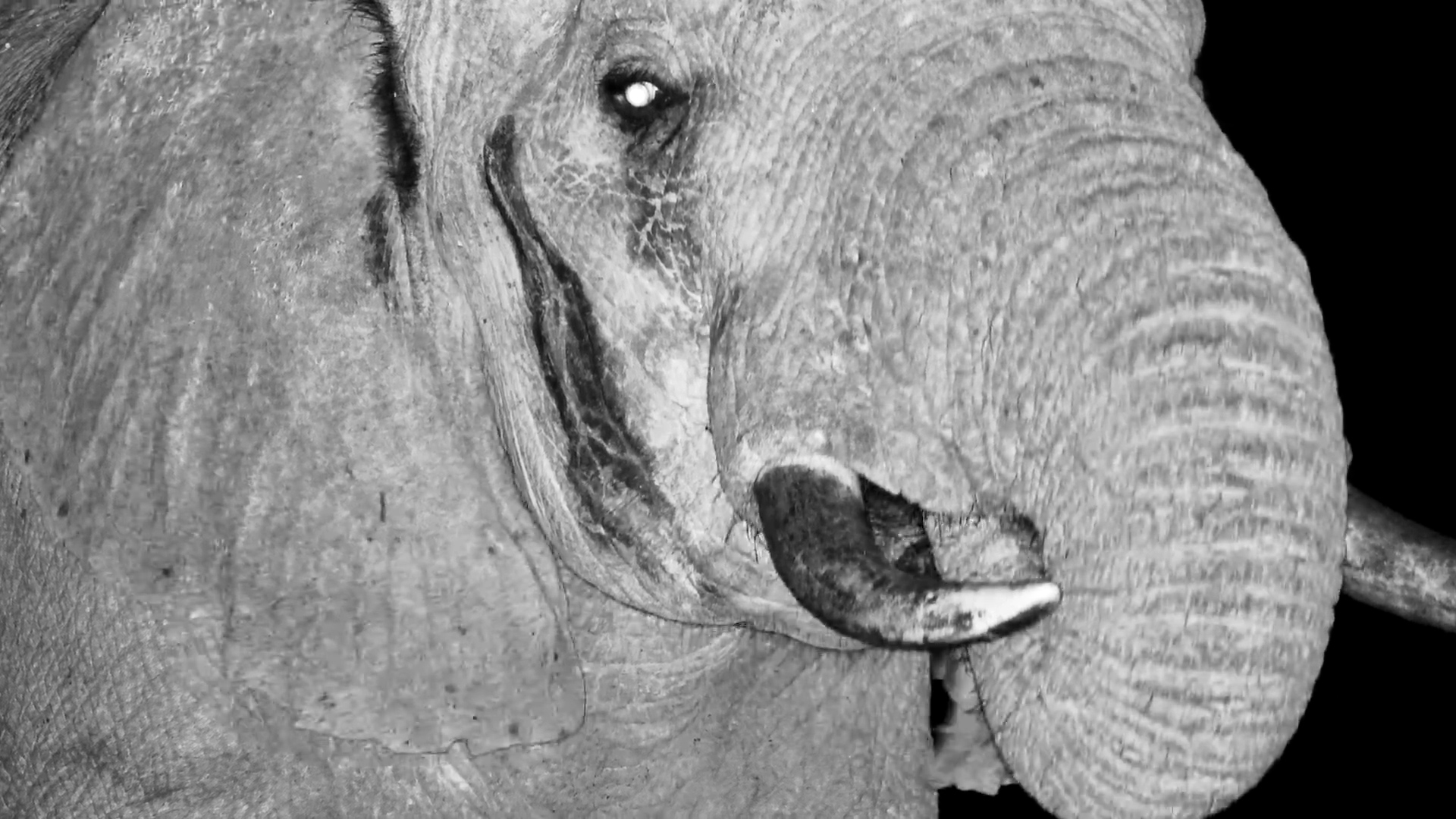 Up Close & Personal! Elephant Drinks in the Dark