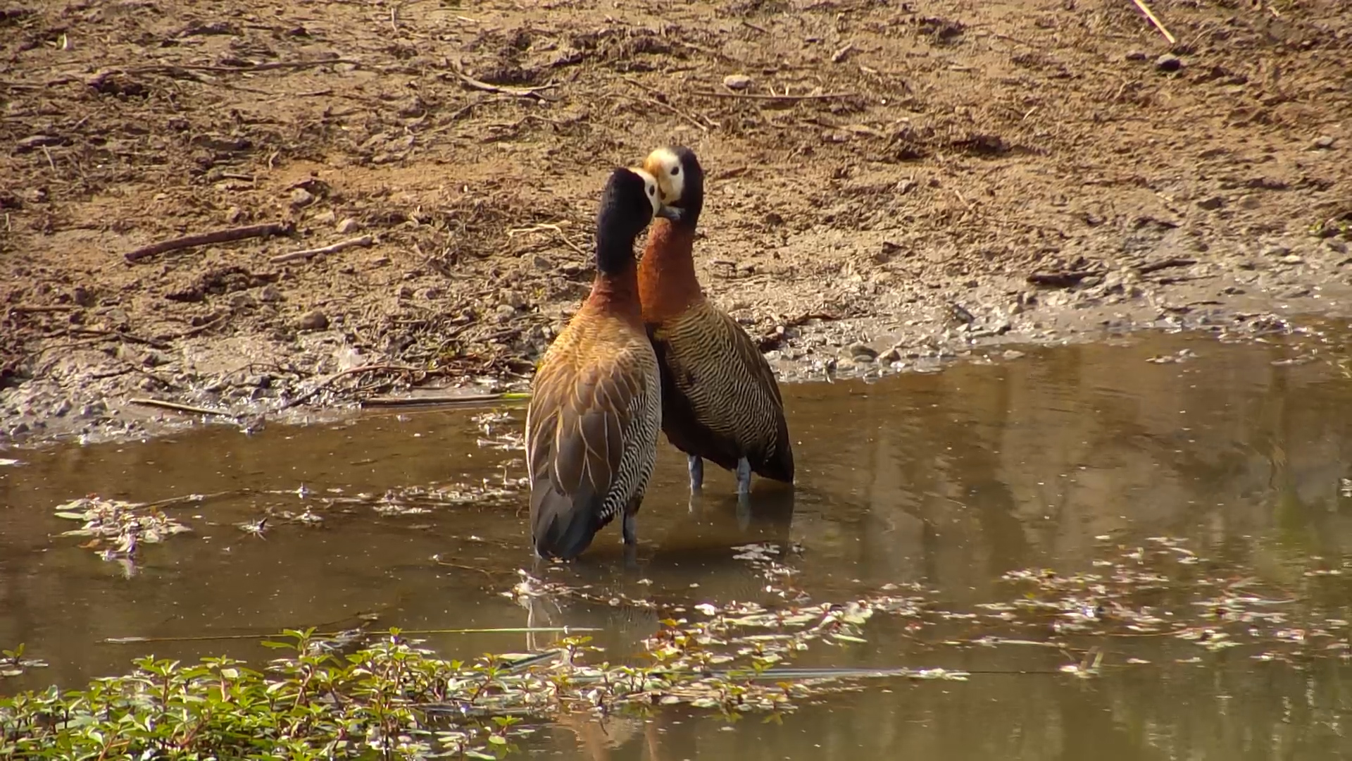 Cute & Cozy! White-Faced Whistling Ducks Preen