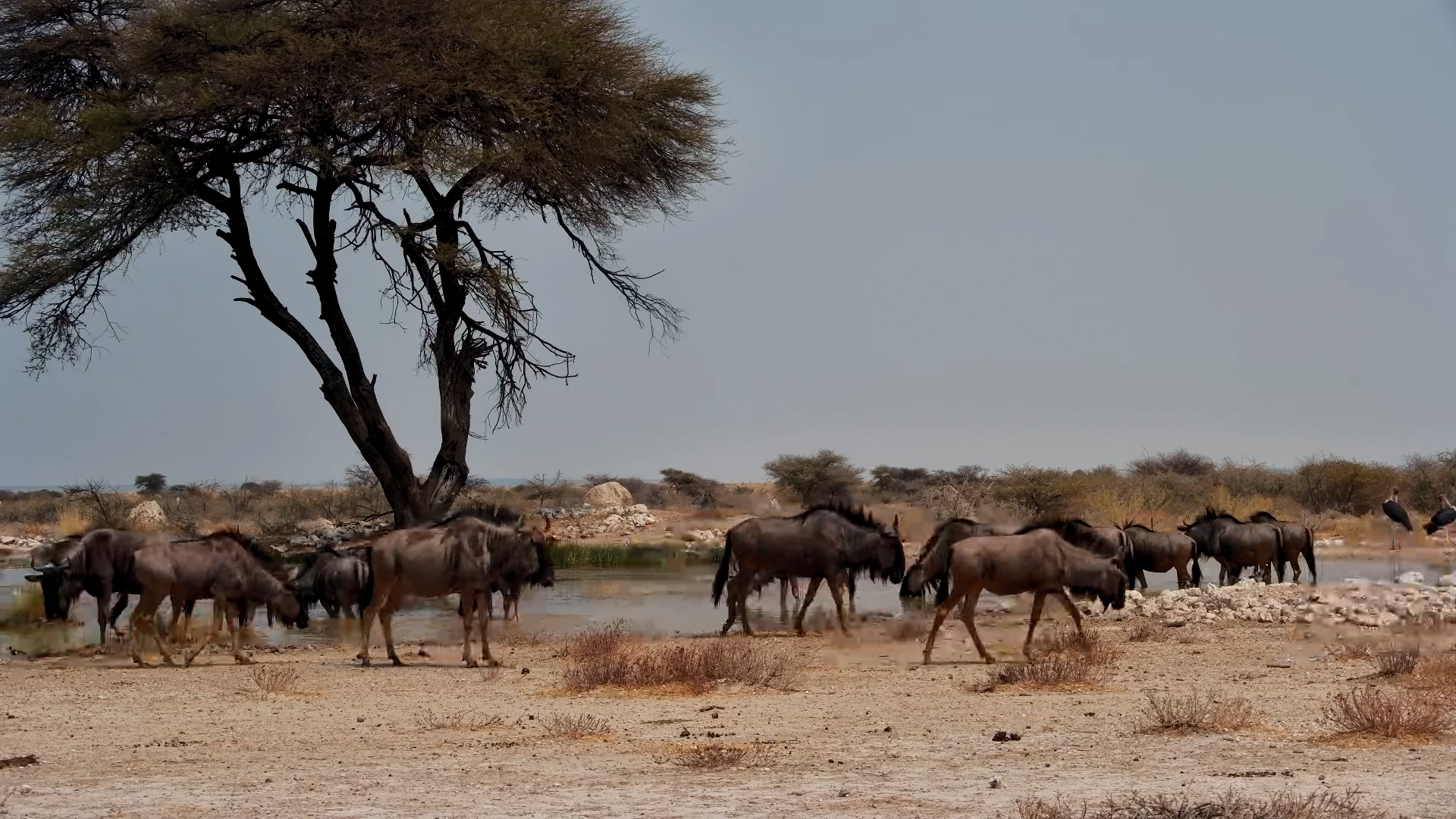 Wildebeest Herd Drinks at Onguma Waterhole