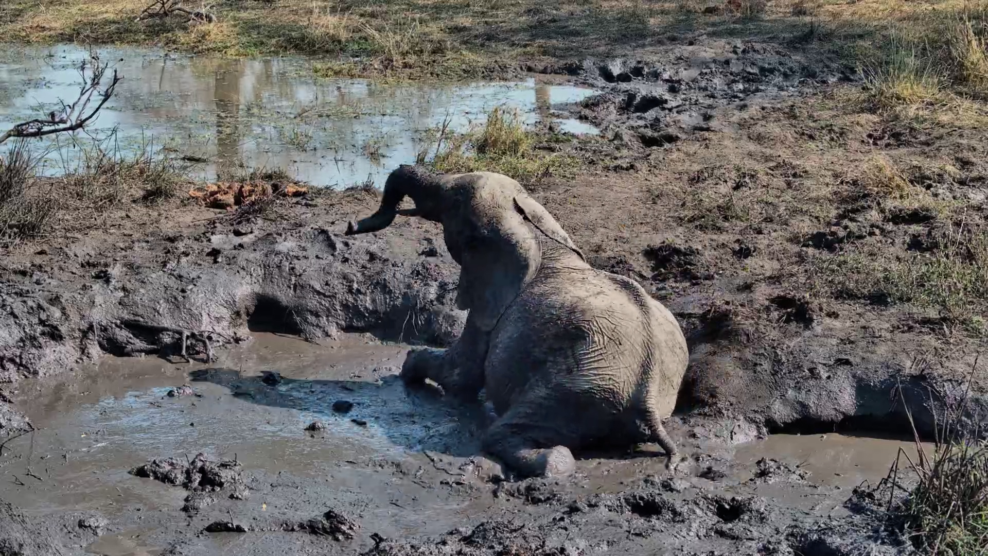Muddy Mischief: Elephant Bull Enjoys Every Splash