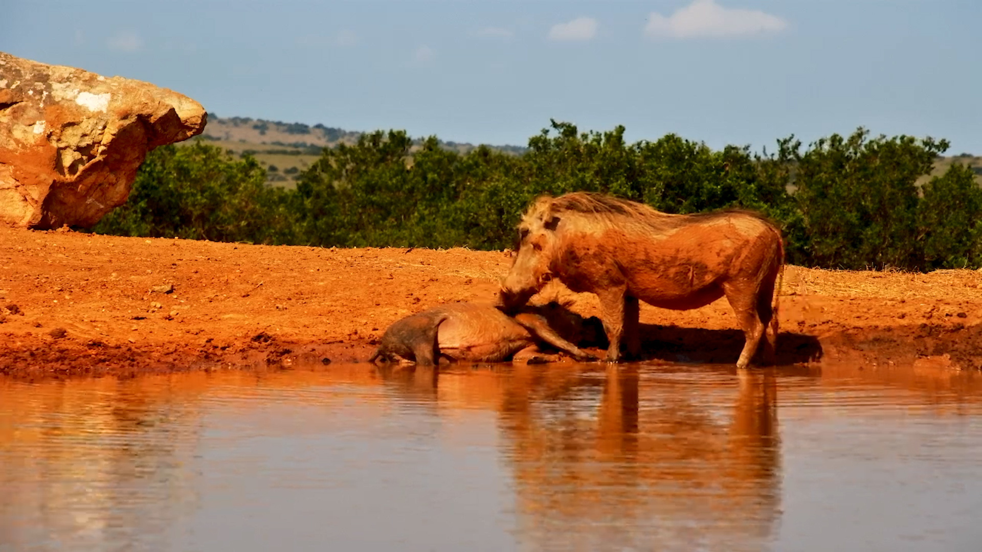 Warthogs Wallow, Scratch, and Play