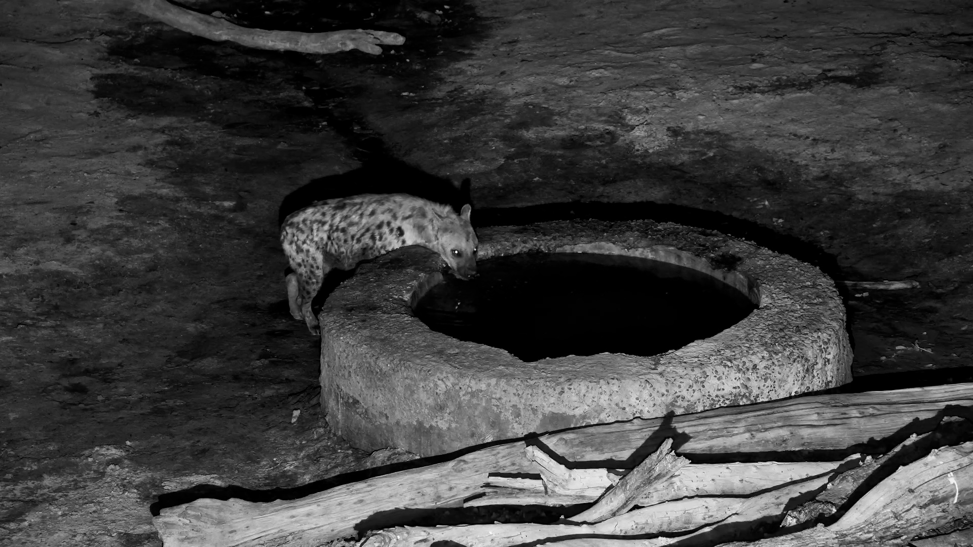 Spotted Hyena with Injured Foot Drinks at the Well