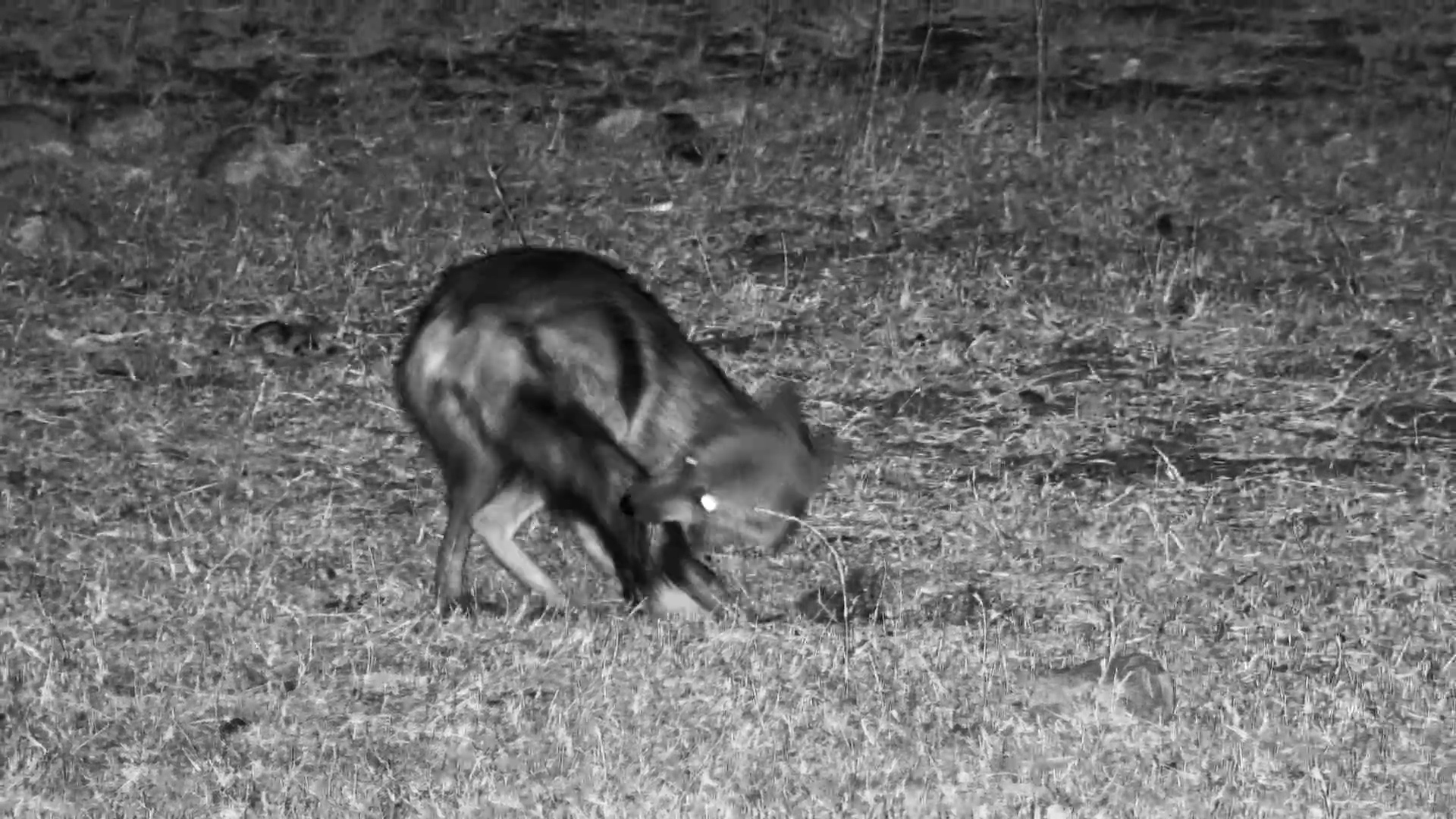 Strange Behaviour! Jackal Pulls Out Its Own Fur