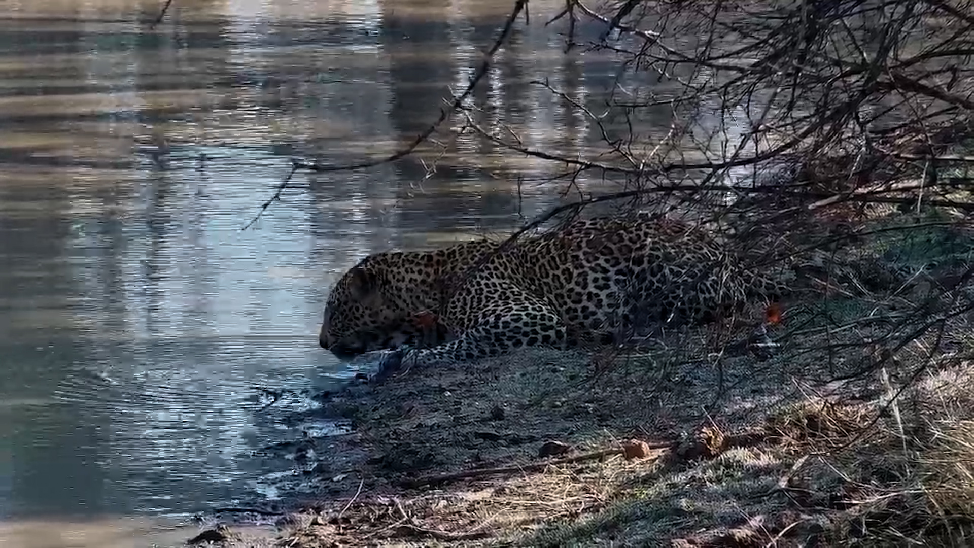 Cool & Calm: Leopard Drinks in the Shade at Jabulani