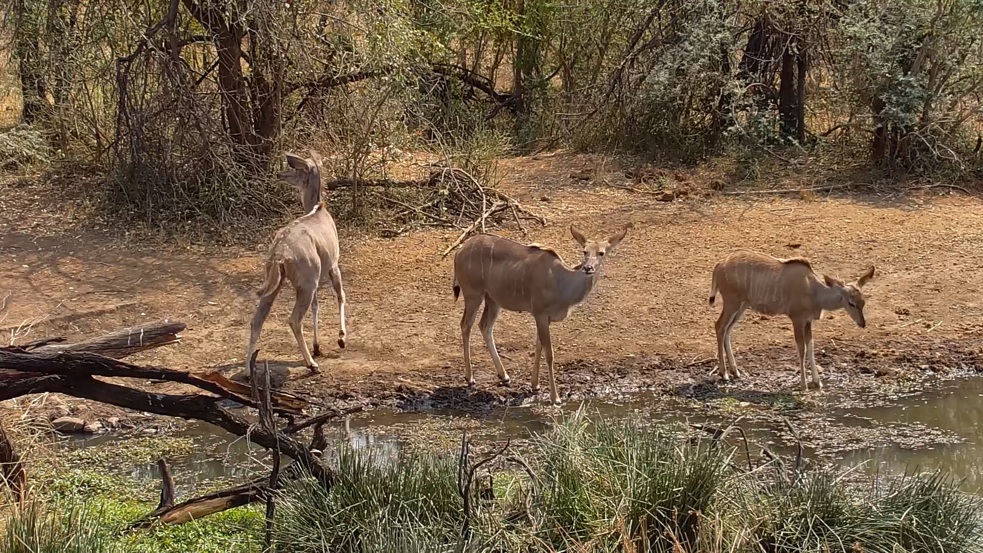 Kudu Herd Drinks at Kwa Maritane Waterhole