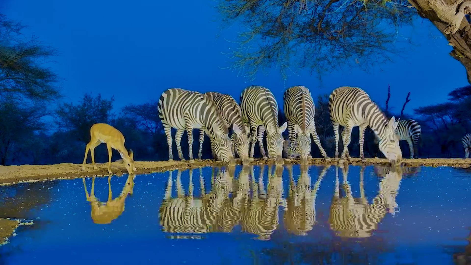 Twilight Arrival! Zebras Come for a Dusk Drink at Lentorre